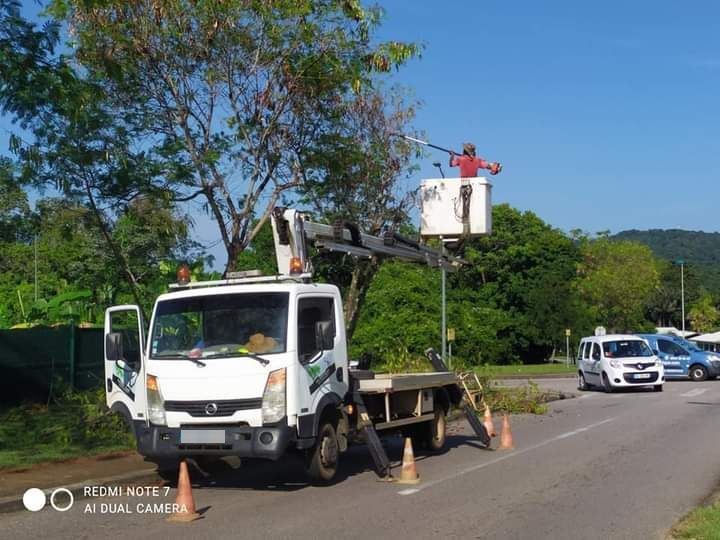 Élagage d'un arbre avec une nacelle