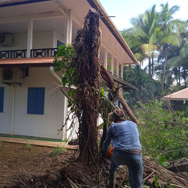 Élagage d'un grand arbre