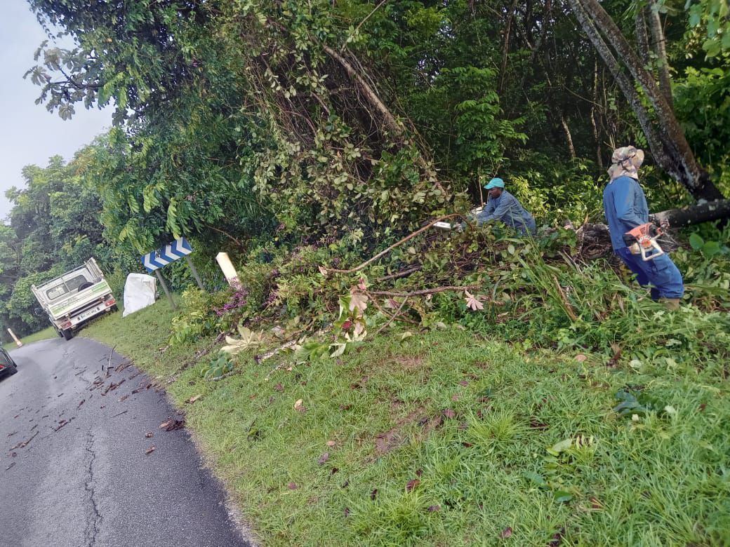 Élagage d'arbres aux abords d'une route