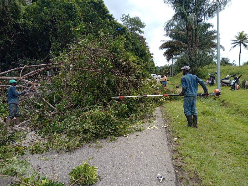 Élagage de branches près d'une route
