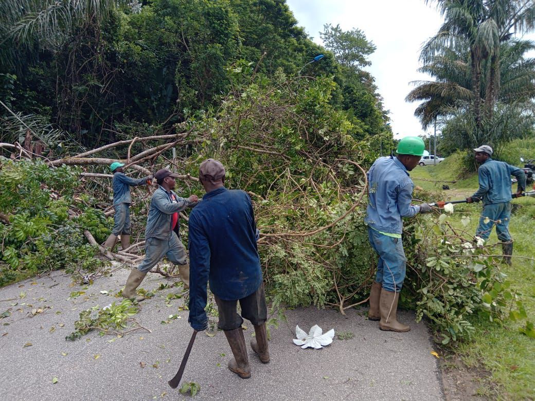 Débarras des branches présentes sur une route