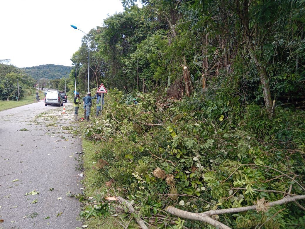Taille des arbres le long d'une route