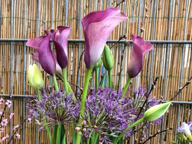 Ein Strauß violetter Blumen steht vor einem Bambuszaun.