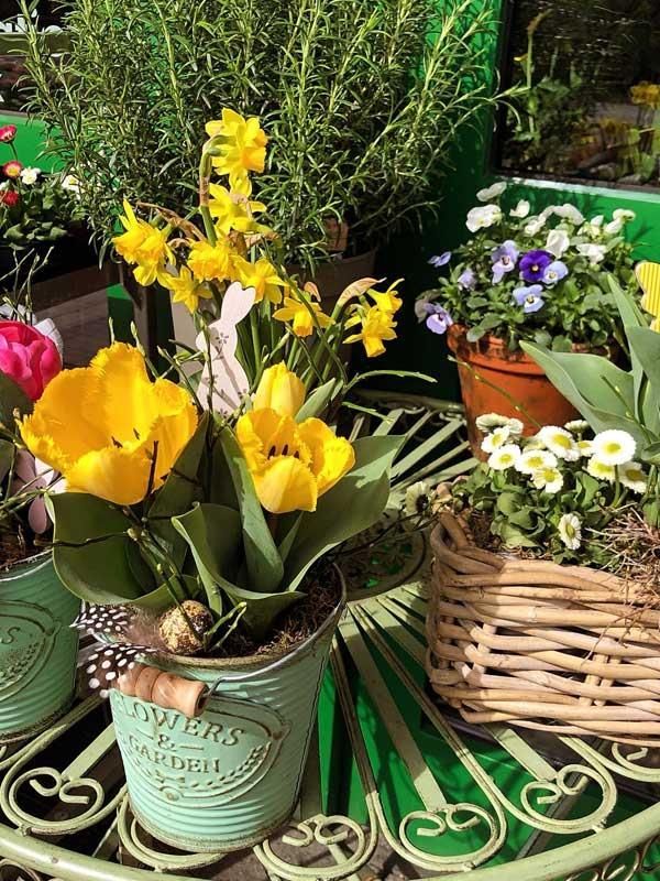 Mehrere Topfblumen stehen auf einem Tisch, darunter gelbe Tulpen