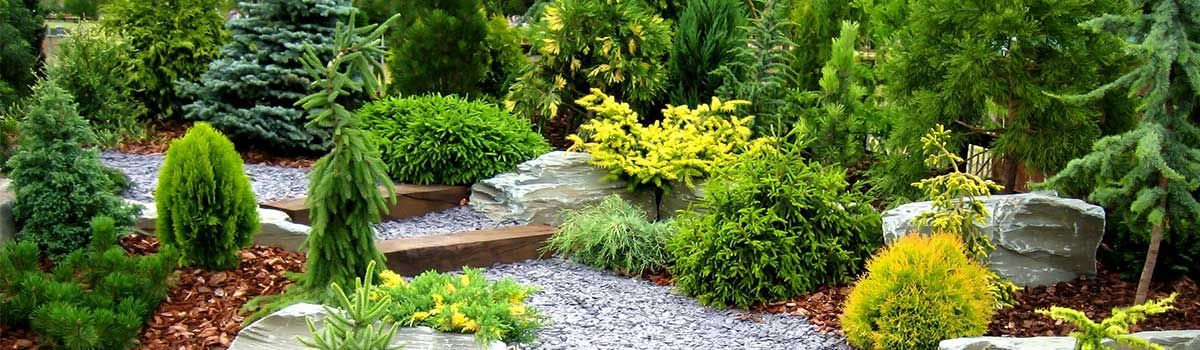 Ein Garten voller Pflanzen und Steine