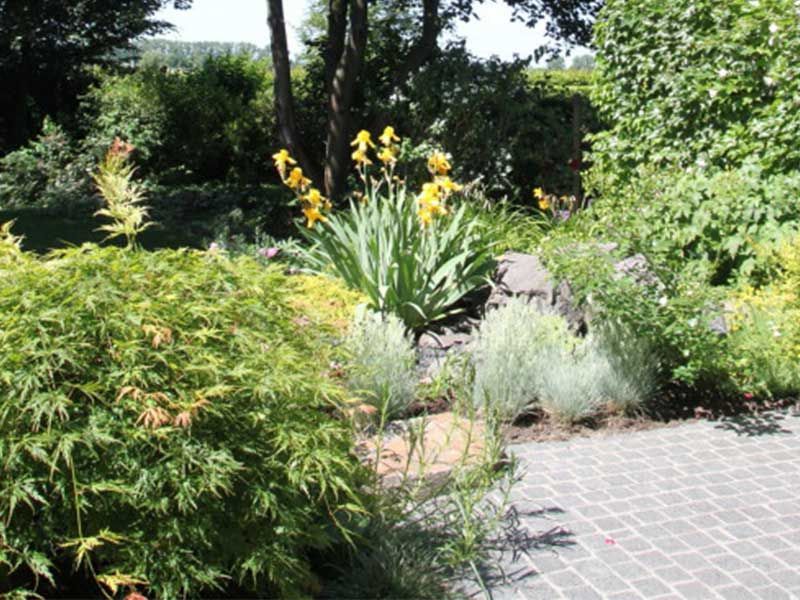 Ein Garten mit vielen Pflanzen und gelben Blumen