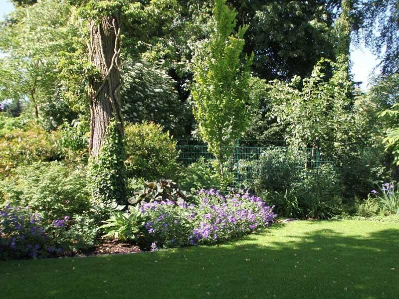 Ein üppiger grüner Garten mit lila Blumen und Bäumen