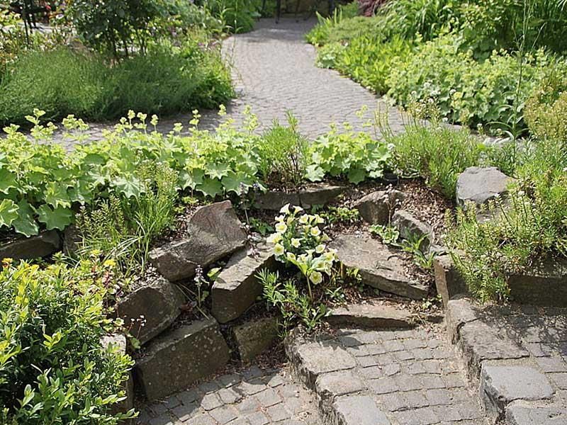 Ein Steinpfad in einem Garten, umgeben von Pflanzen und Felsen.