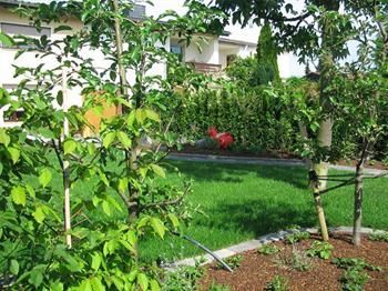 Ein roter Hahn steht inmitten eines üppig grünen Gartens.