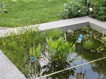 Ein mit Wasser und Pflanzen gefüllter Teich in einem Garten.