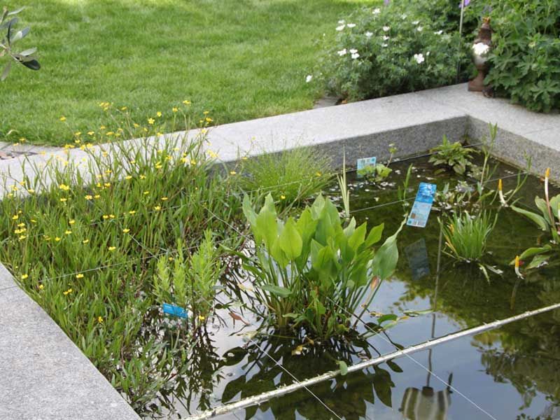 Ein kleiner Teich mit Pflanzen und Blumen darin
