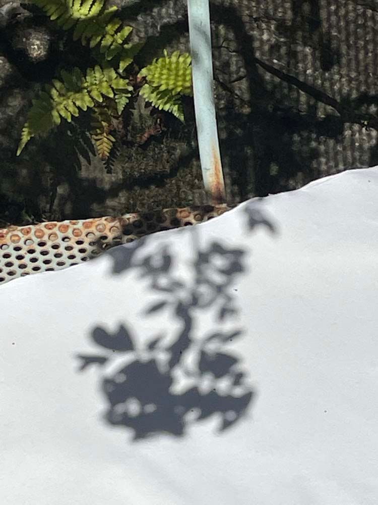 Culture Mix – Pflanzen