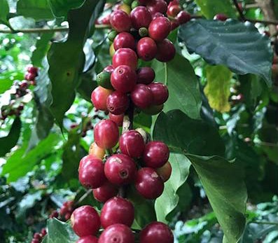 Grappe de fruit de café.