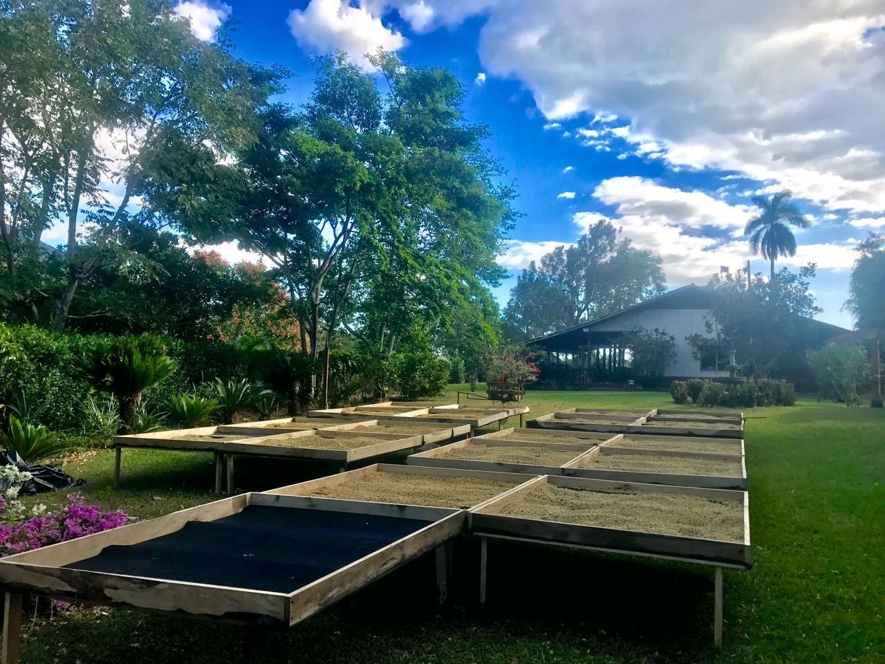 Plusieurs carré de terre surélevé.