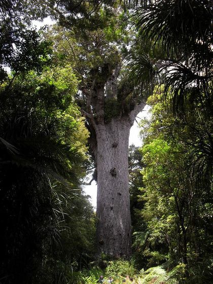 Tane Mahuta : arbre kauri de Nouvelle-Zélance : tronc de 244m3 Tane Mahuta : arbre kauri de Nouvelle-Zélance : tronc de 244m3