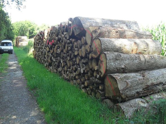 Bois calibrés destinés à la scierie grâce à votre exploitant forestier Bois calibrés destinés à la scierie grâce à votre exploitant forestier