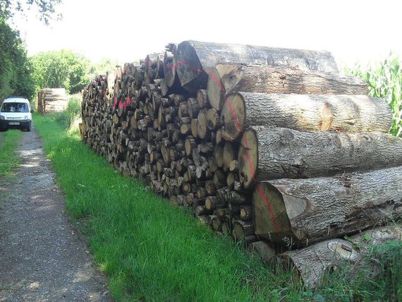 Bois calibrés destinés à la scierie grâce à votre exploitant forestier