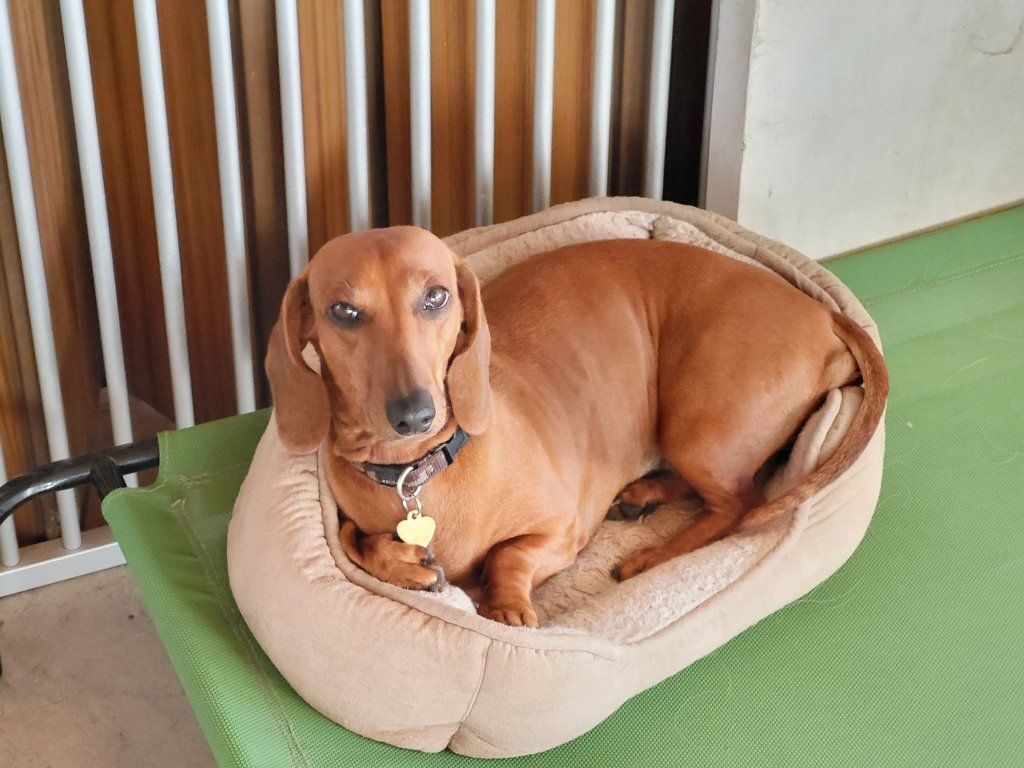 hundezentrum-waldbach