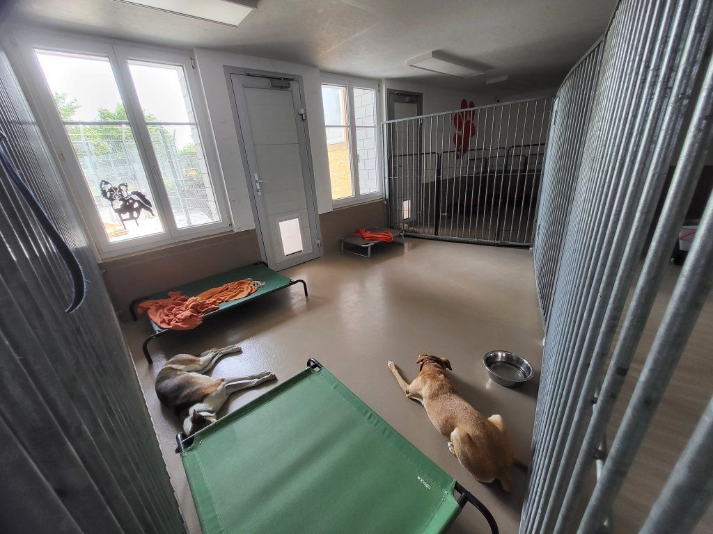 hundezentrum-waldbach