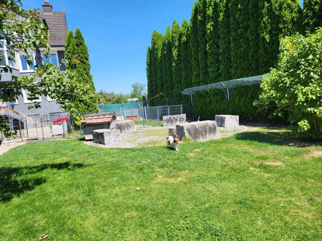 hundezentrum-waldbach