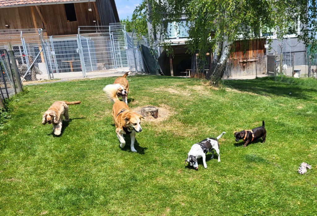 hundezentrum-waldbach