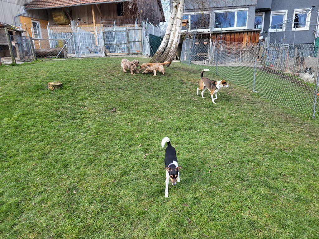 hundezentrum-waldbach