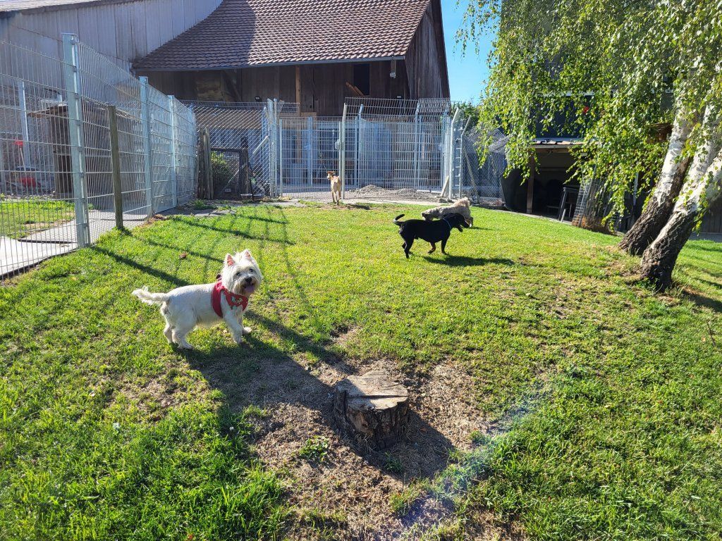 hundezentrum-waldbach