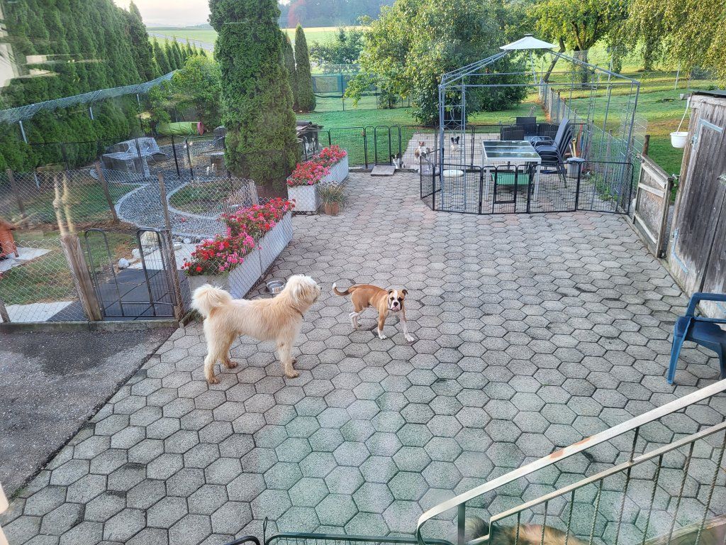 hundezentrum-waldbach