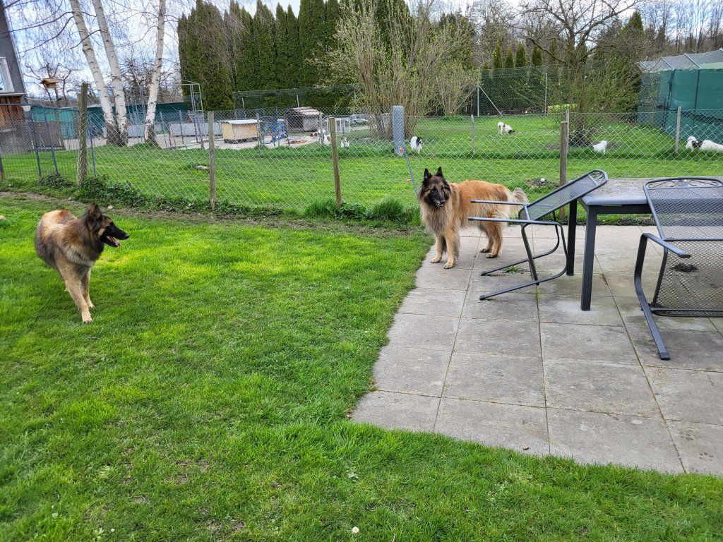 hundezentrum-waldbach