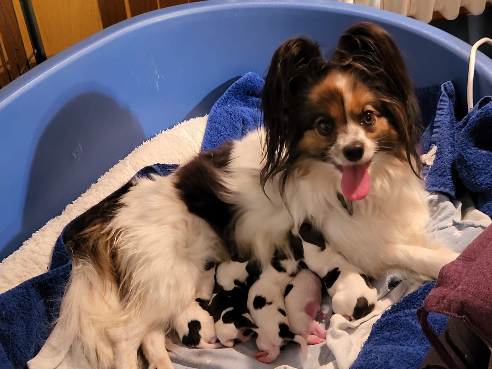 hundezentrum-waldbach