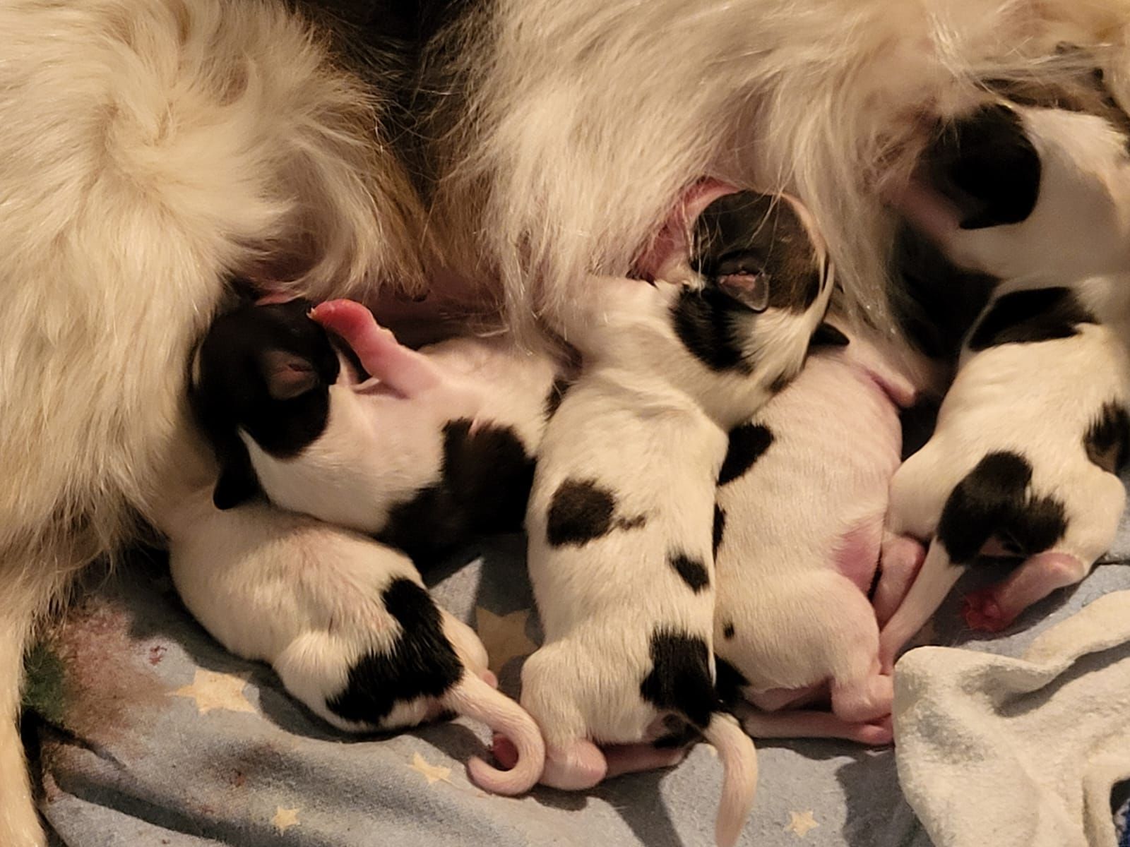 hundezentrum-waldbach