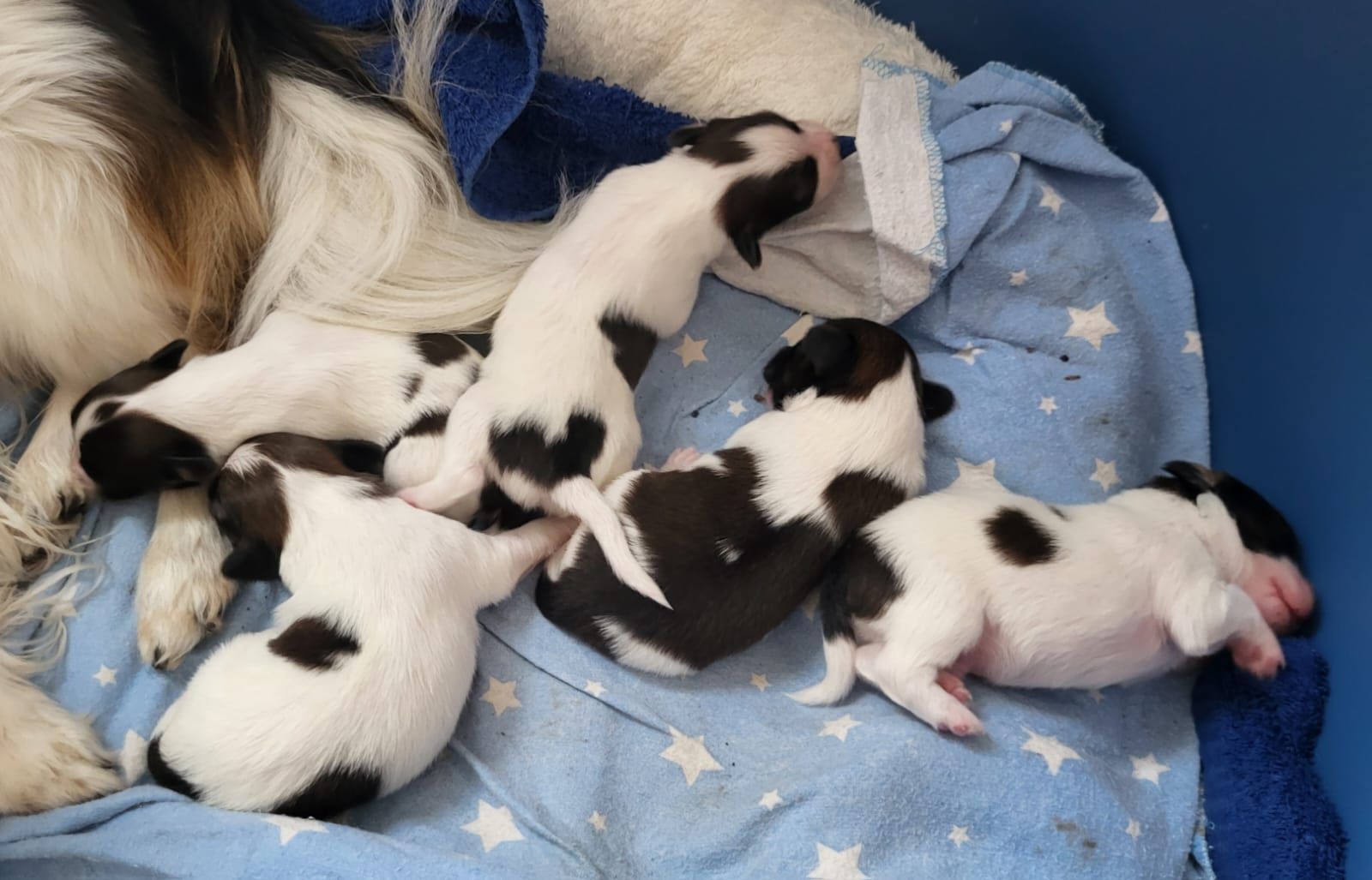 hundezentrum-waldbach