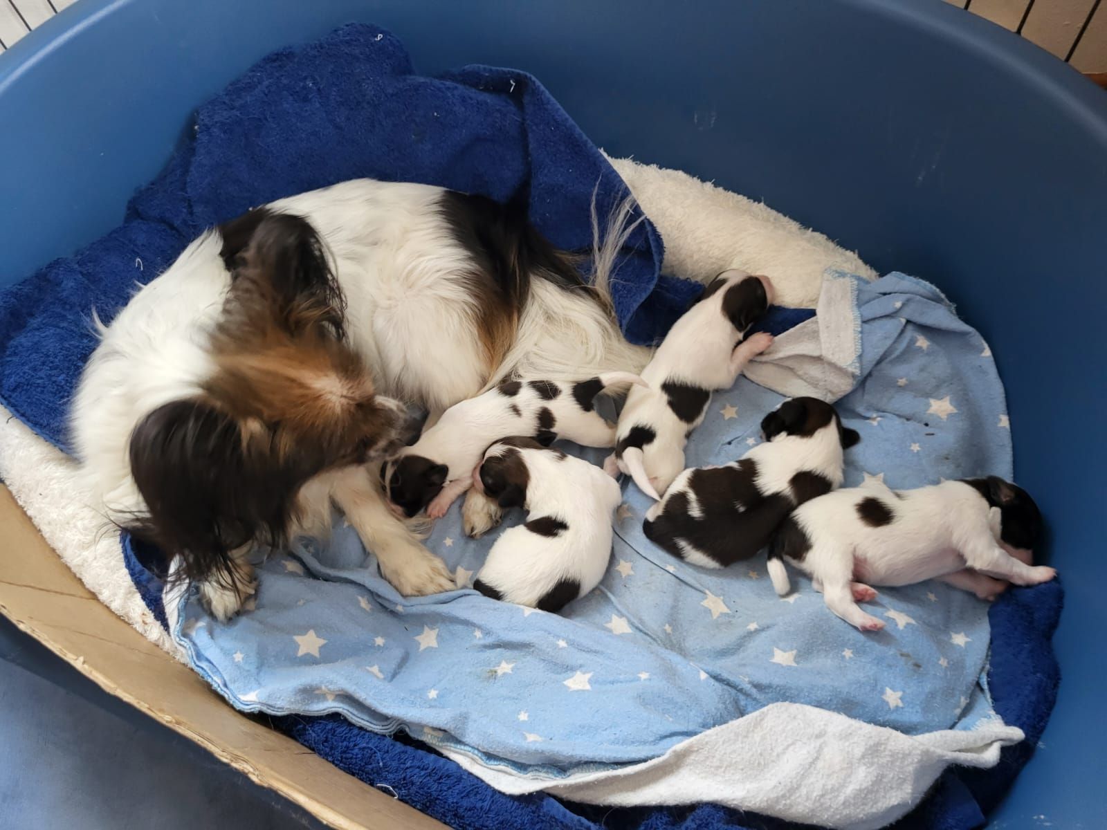 hundezentrum-waldbach