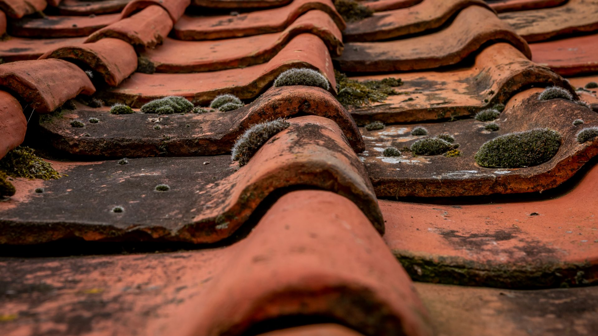 Gros plan sur des tuiles rouges usées par le temps, entre lesquelles poussent des plaques de mousse verte.