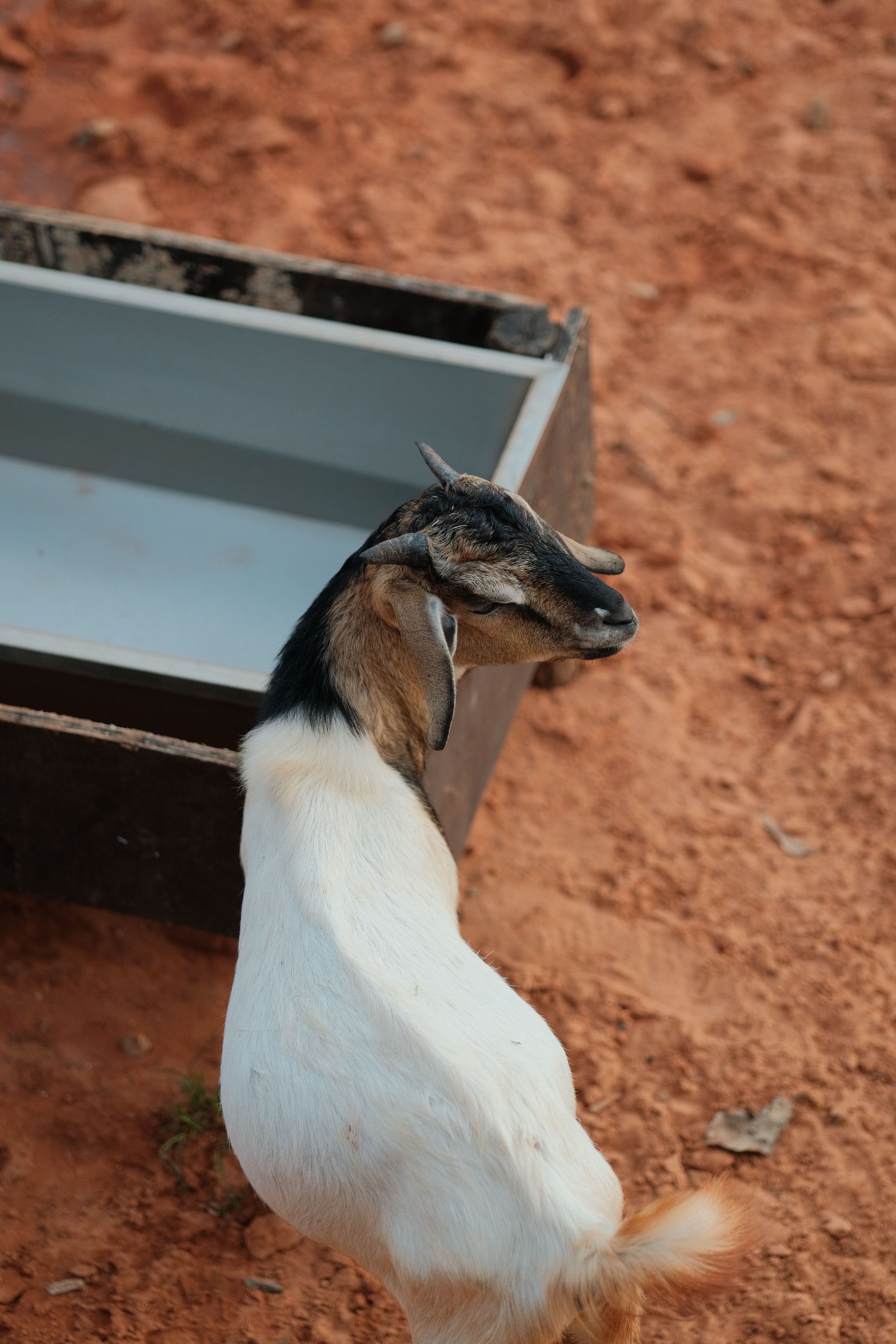 Productos químicos para granjas y tratamiento del agua de consumo animal