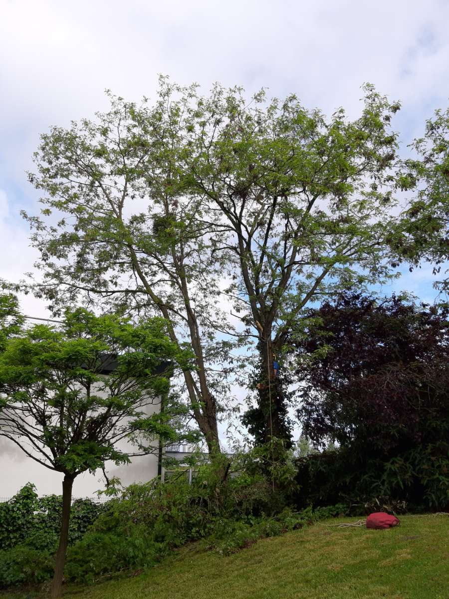 Un arbre avec beaucoup de feuilles se trouve au milieu d'un champ vert luxuriant