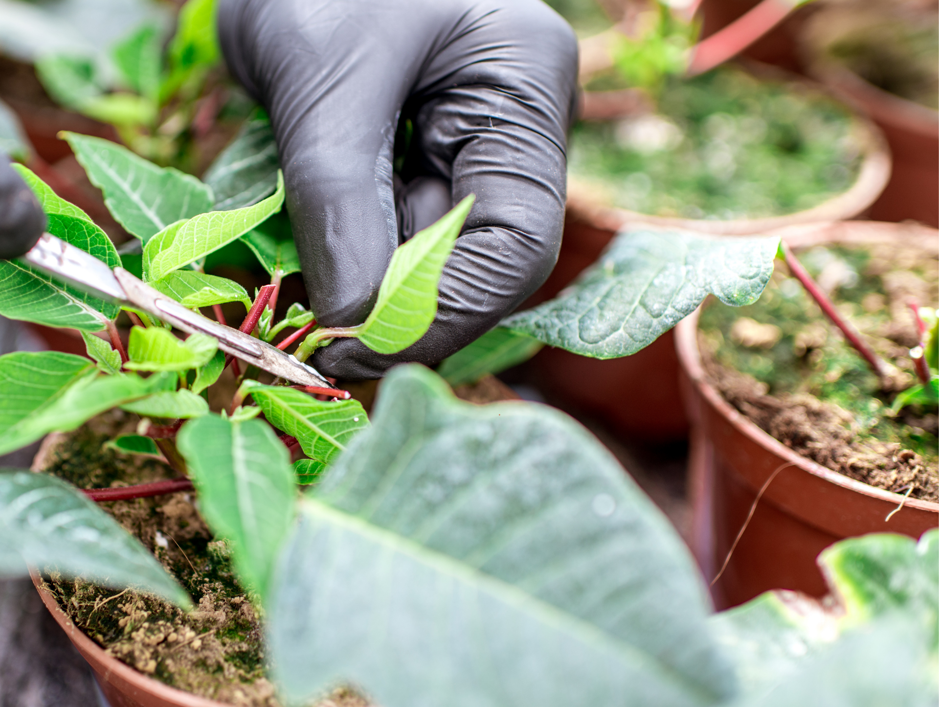 Une grosse bûche repose sur une souche dans l'herbe.