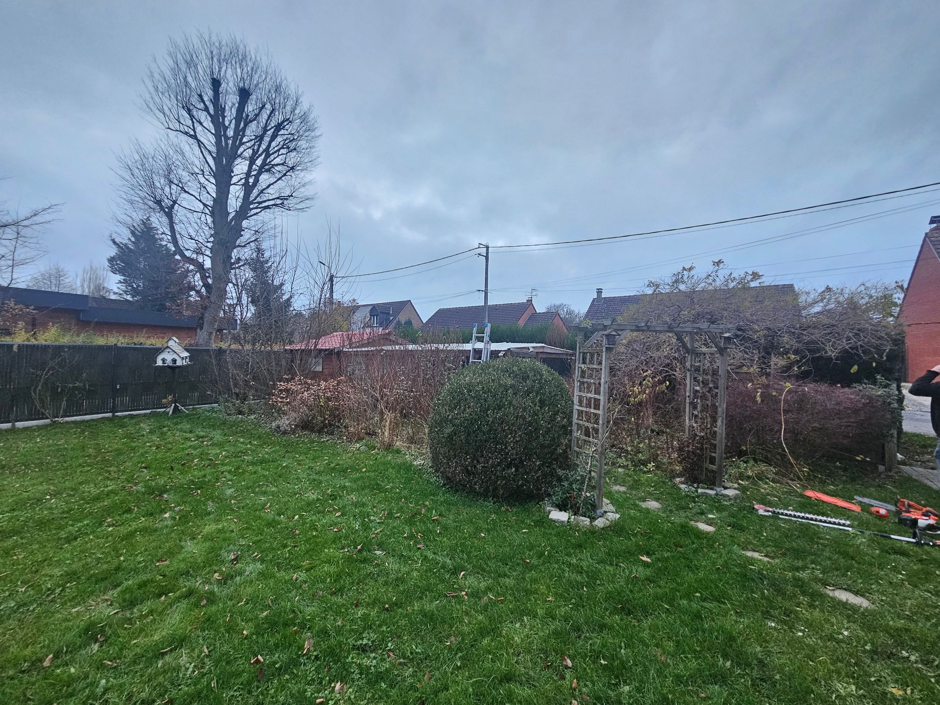 Un homme coupe un arbre dans une cour arrière avec une échelle.