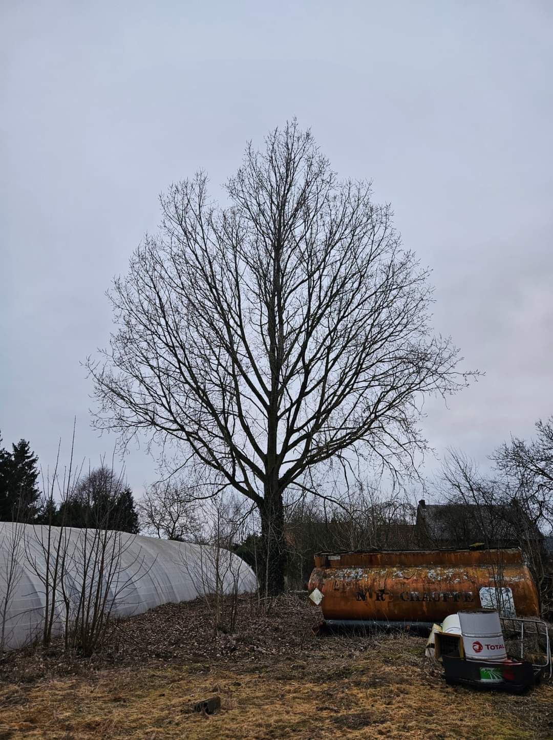 Un arbre sans feuilles se dresse au milieu d'un champ.