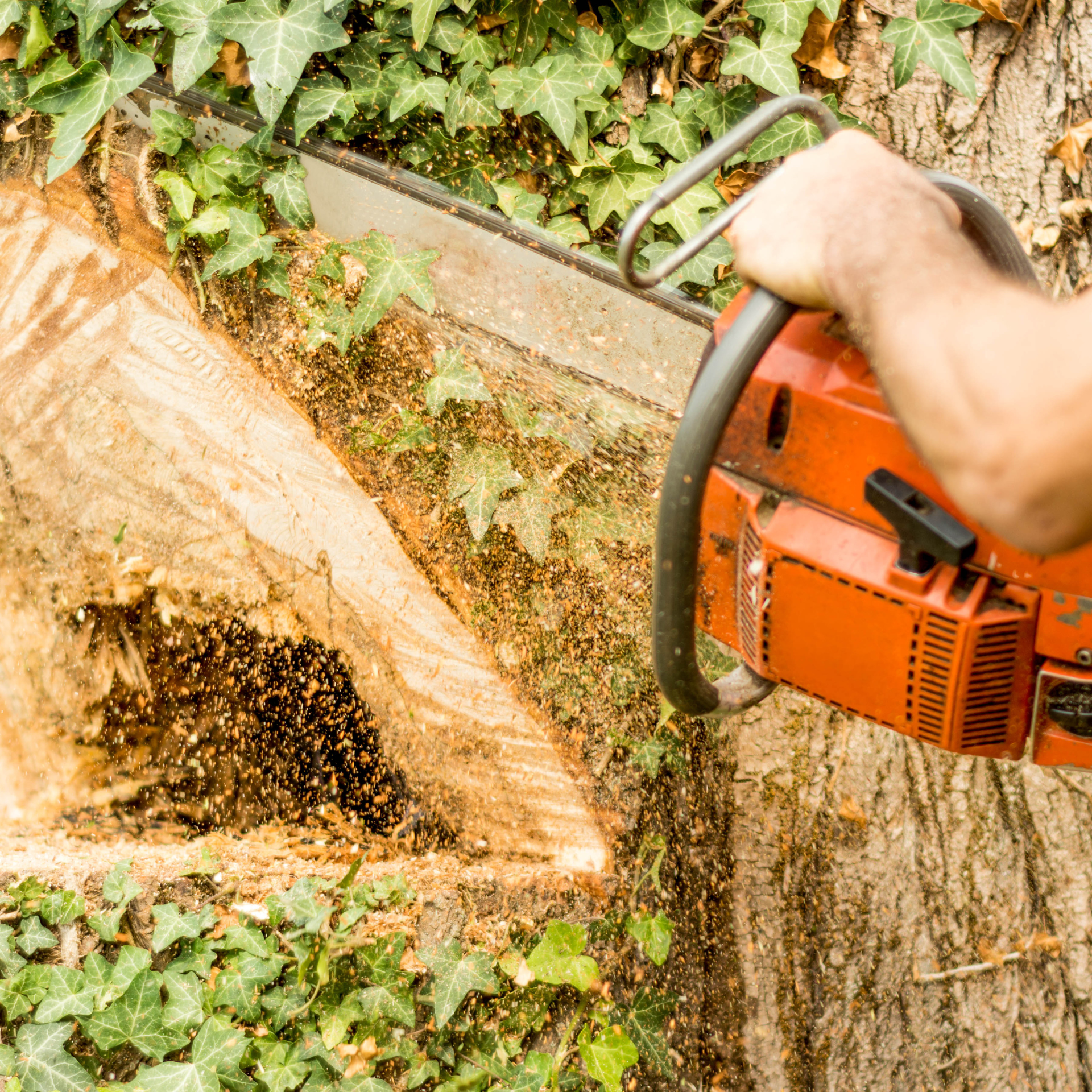 Une personne coupe un arbre avec une tronçonneuse