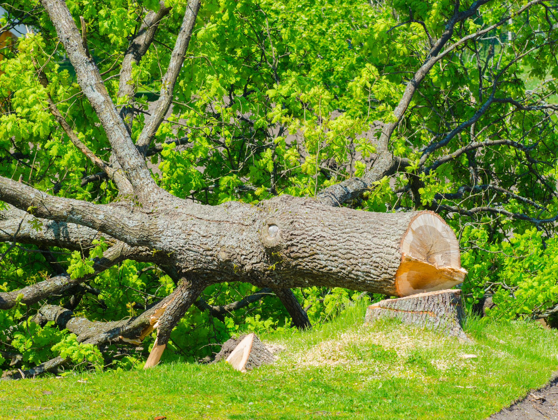 Une grosse bûche repose sur une souche dans l'herbe.