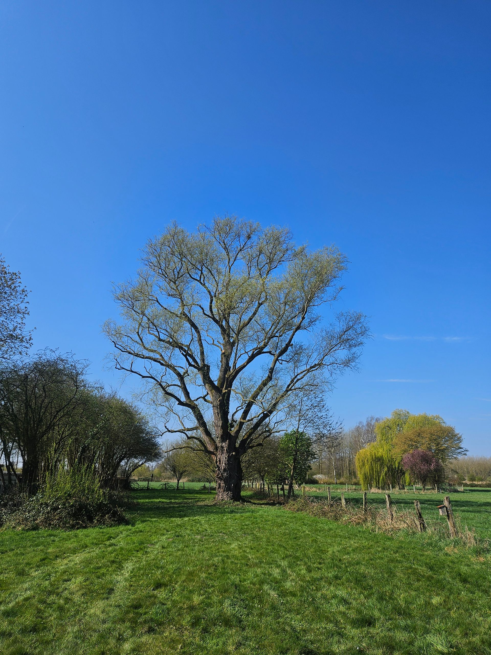 Il y a un grand arbre au milieu d'un champ herbeux.