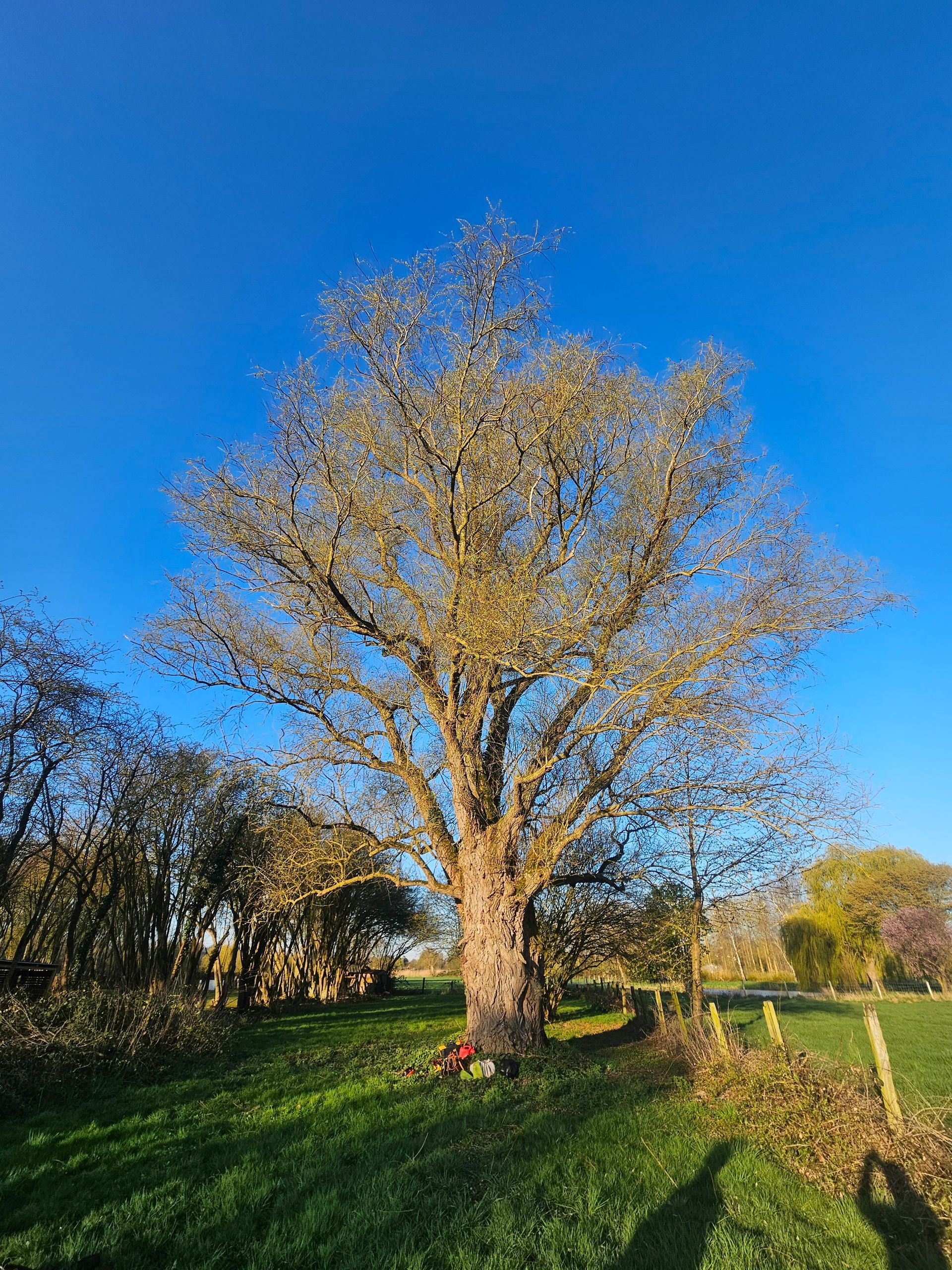 Un grand arbre dans un champ avec un ciel bleu en arrière-plan.