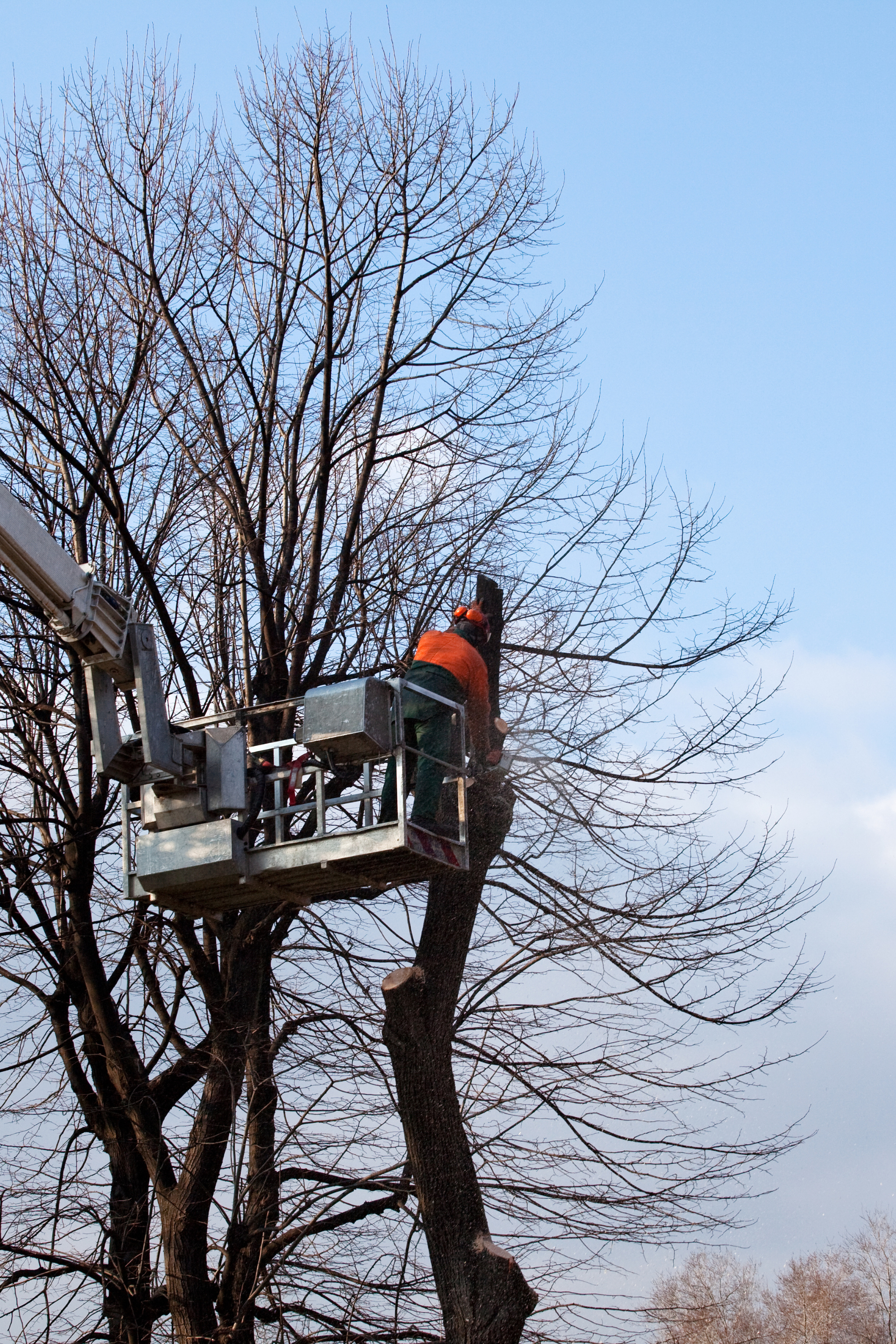 Un homme coupe un arbre avec une tronçonneuse depuis une grue.