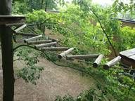 Eine Holzleiter hängt an einem Baum in einem Wald.