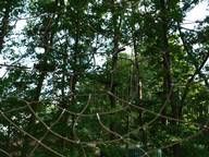 Ein Spinnennetz hängt von einem Baum im Wald.