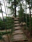 Eine Holzbrücke mitten in einem Wald.