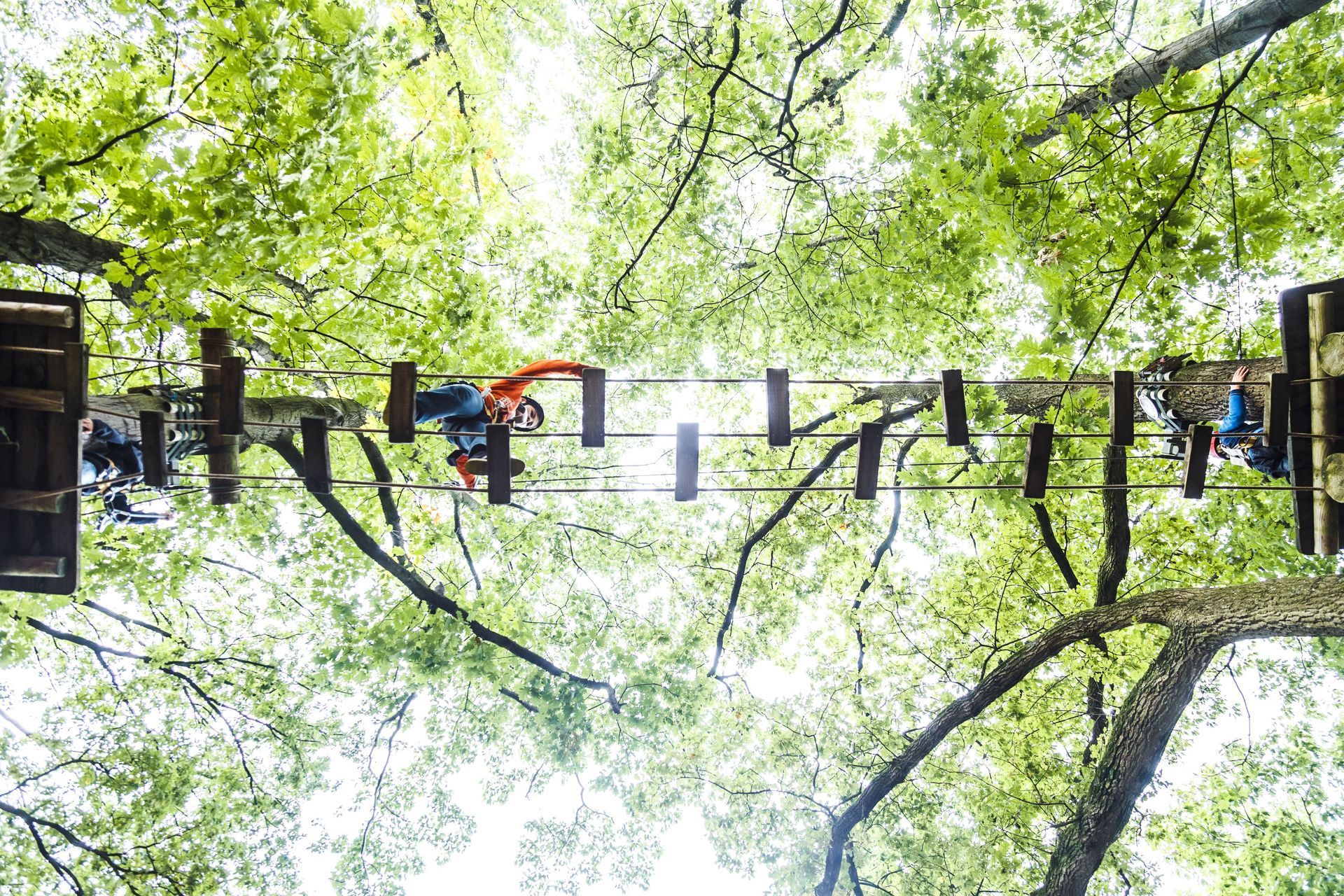 Eine Gruppe von Menschen steht auf einem Hochseilgarten im Wald.