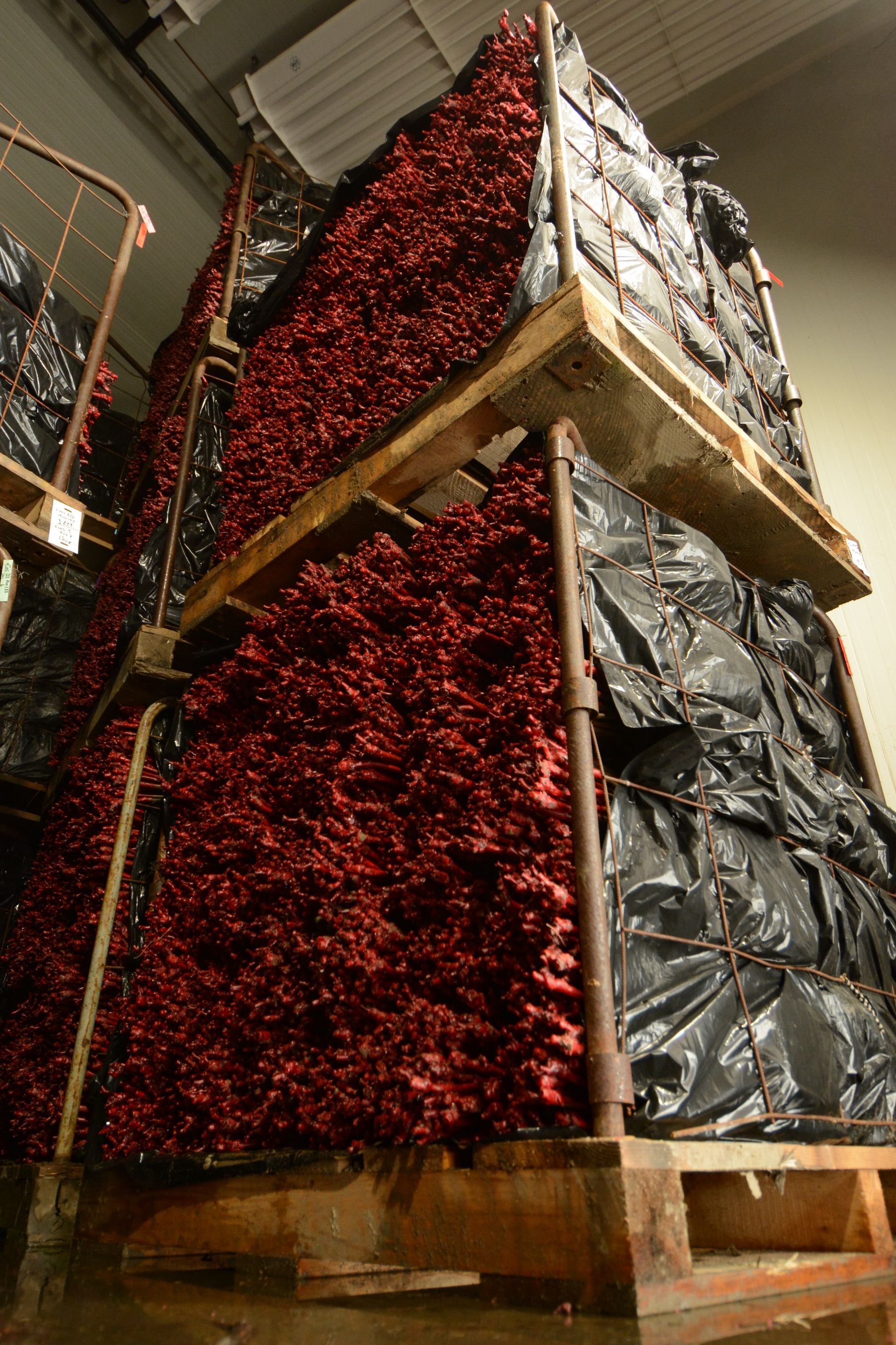 Plants de vigne palettisés