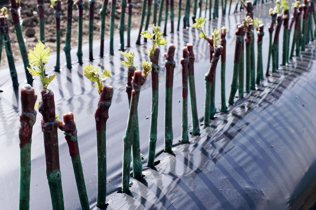 Plants de vigne plantés
